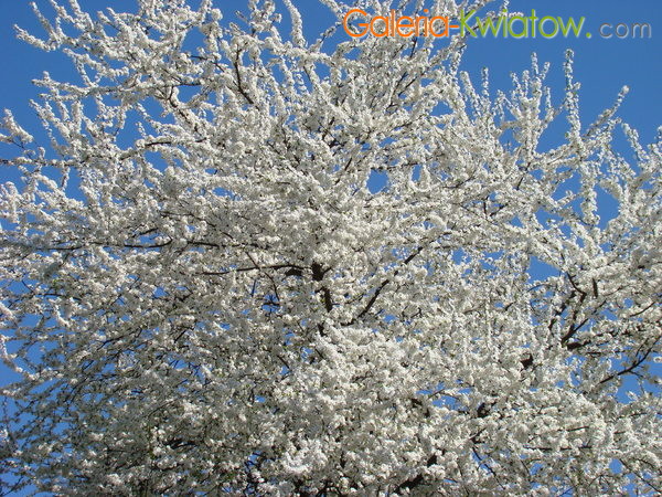 Białe drzewo owocowe