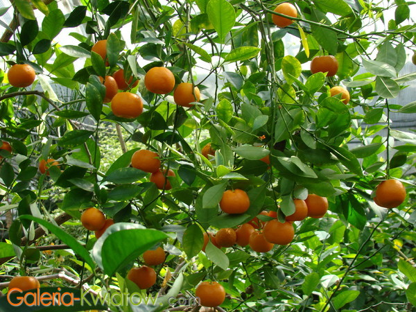 Drzewko mandarynkowe