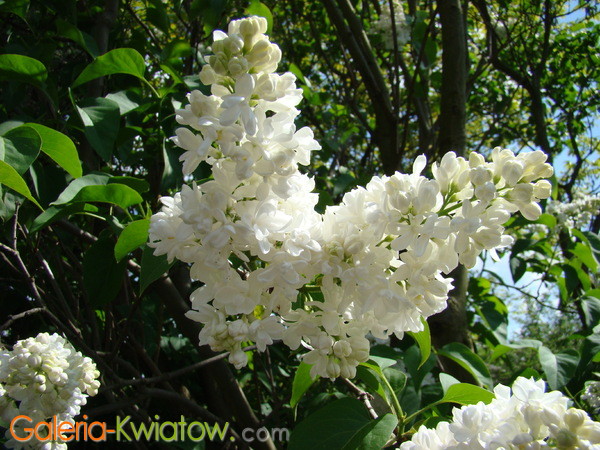 Białe kwiaty bzu