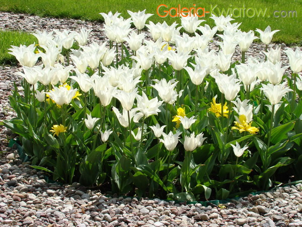 Białe liliowe tulipany