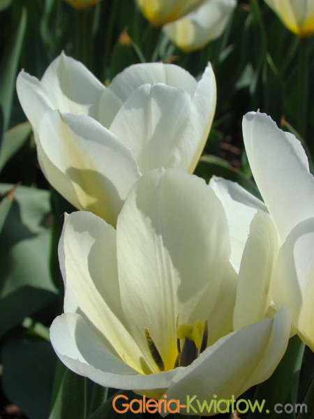 Białe tulipany w słońcu
