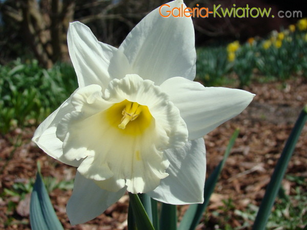 Biały kwiat narcyza