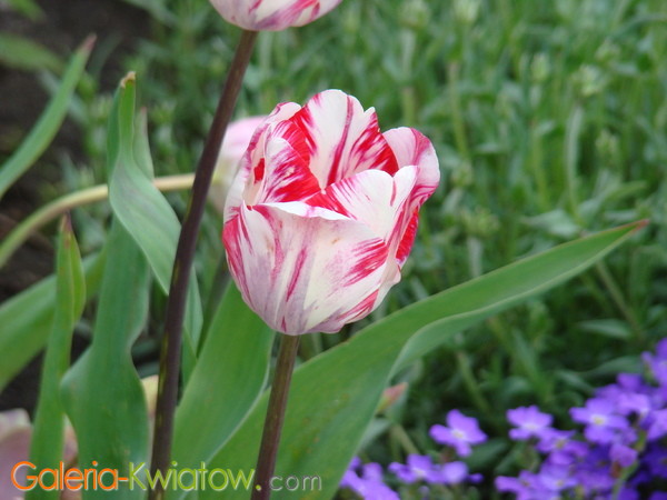 Biały tulipan z czerwonymi plamkami