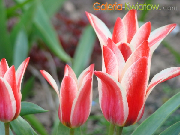 Czerwono-białe liliowe tulipany