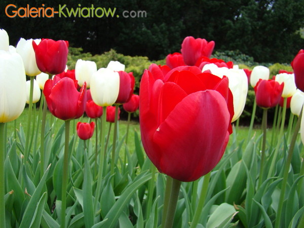 Czerwony tulipan z bliska