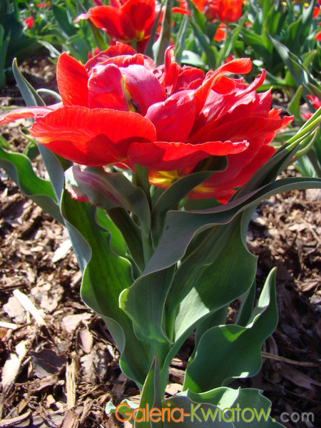 Duży tulipan czerwony