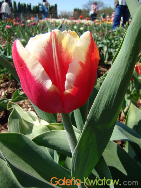 Dwukolorowy tulipan