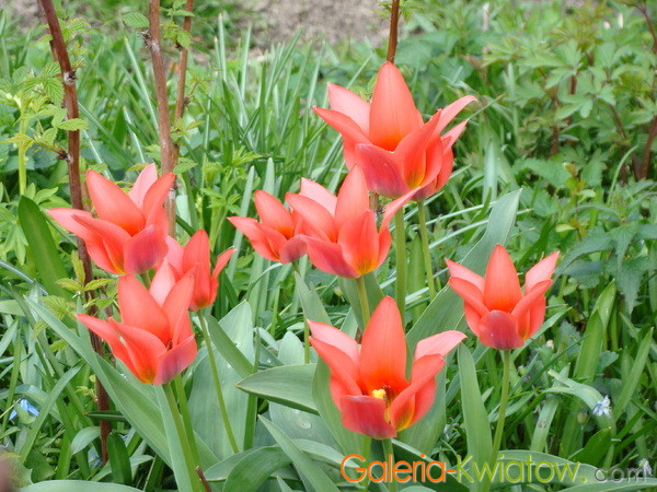 Jasne czerwone tulipany