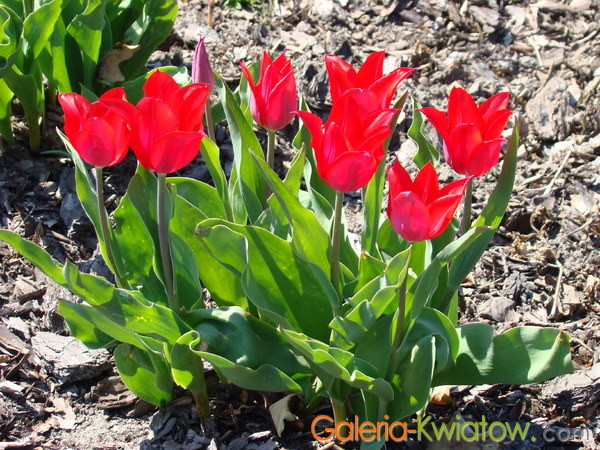 Kępa czerwonych tulipanów