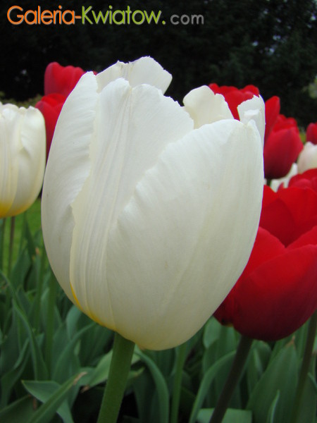 Kwiat białego tulipana