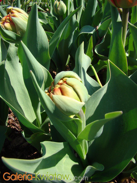 Pąk tulipana