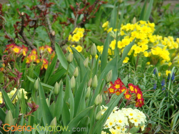 Pąki tulipanów w ogrodzie