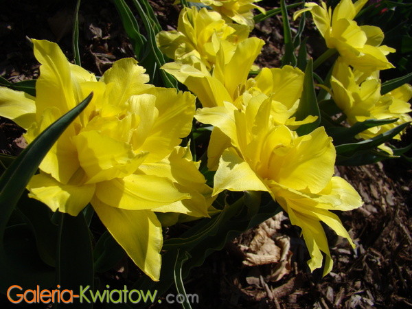 Pełne żółte tulipany