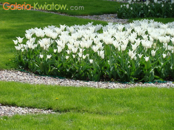 Rabata białych tulipanów