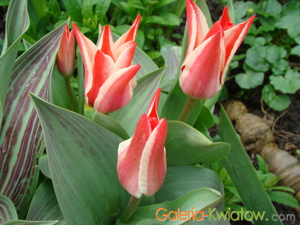 Różowo-białe tulipany greigii