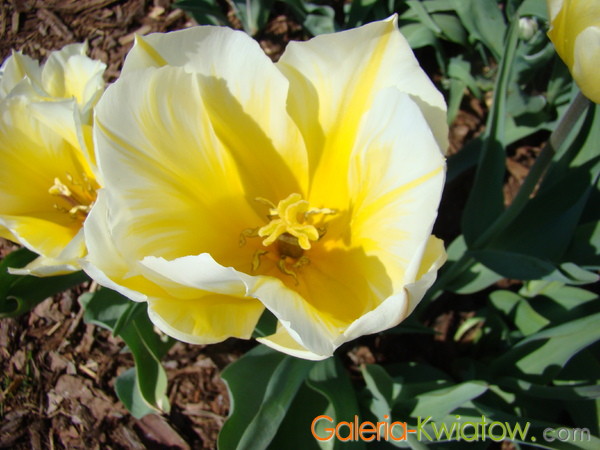Słupek tulipana