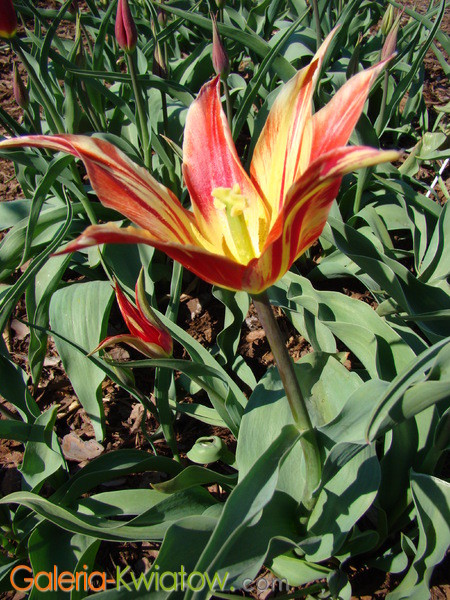 Tulipan liliowy