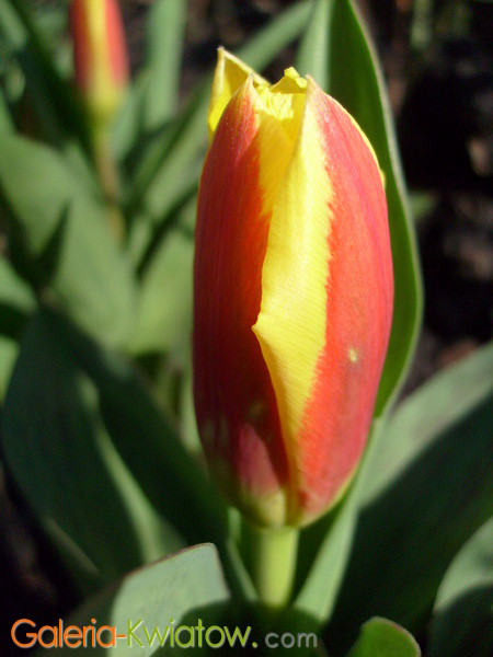 Tulipan przed kwitnieniem