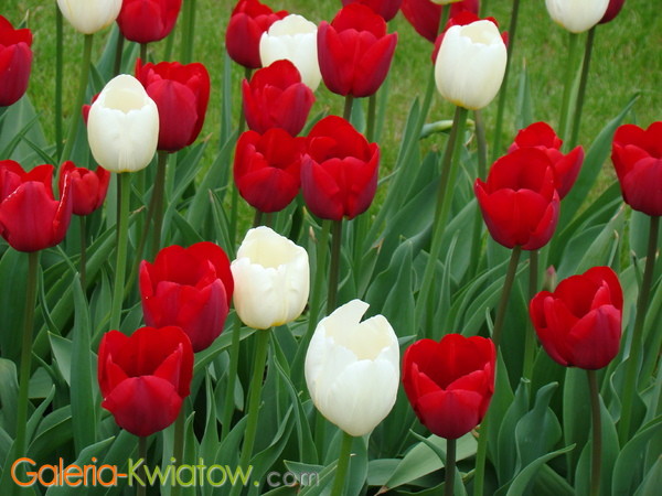 Tulipany białe i czerwone