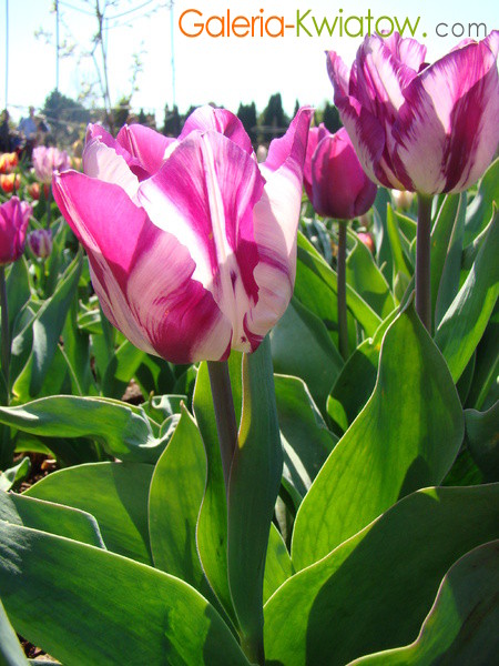 Tulipany fioletowo-białe