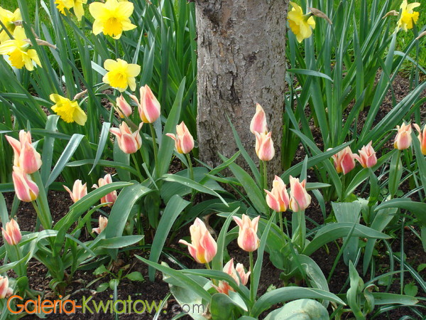 Tulipany i narcyzy
