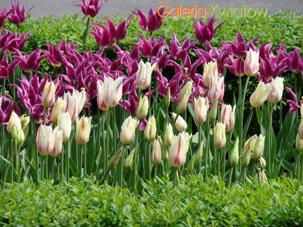 Tulipany liliowe