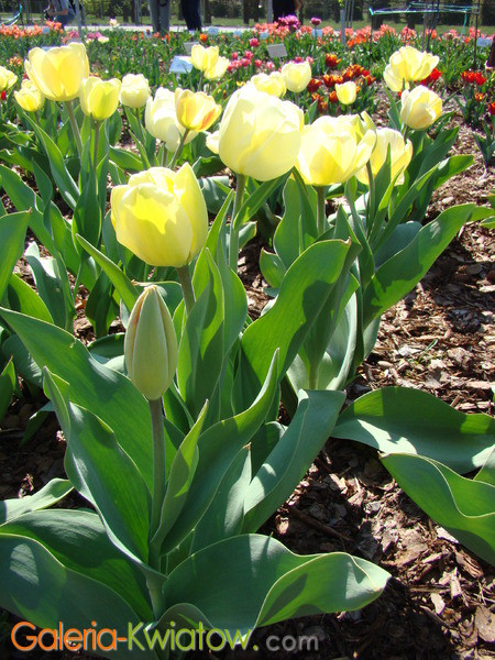 Tulipany Maria Kaczyńska