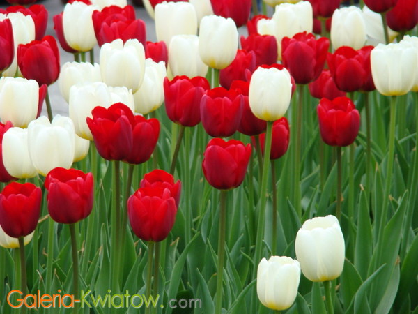 Tulipany pod sejmem