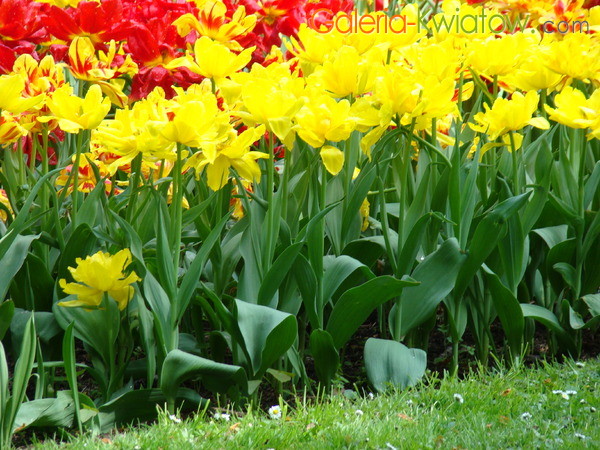 Tulipany żółto-czerwone