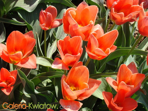 Zdjęcie tulipany