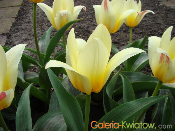 Żółte liliowe tulipany