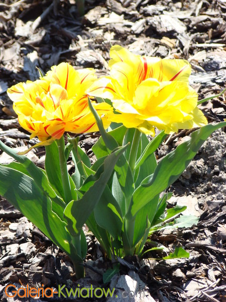 Żółte pełne tulipany