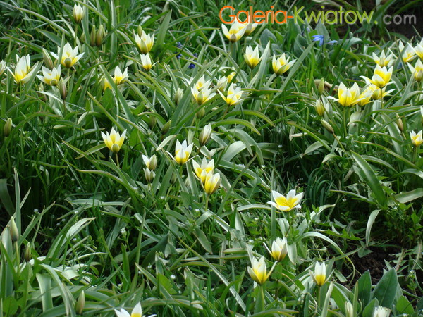 Żółto-białe tulipany pośród traw