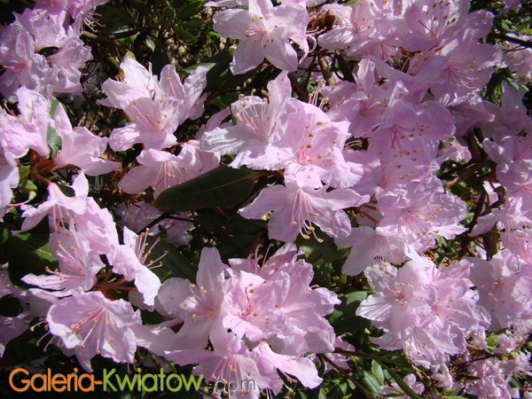 Azalia rhododendron