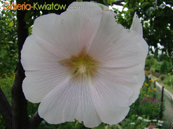 Biała malwa kwiat