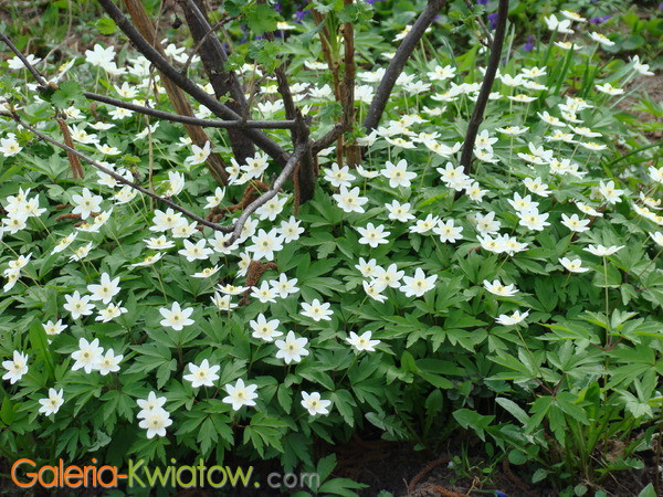 Białe kwiaty w lesie