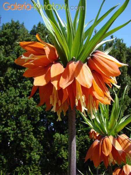 Korona cesarska kwiat