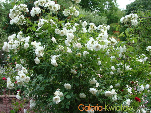 Krzew białej róży
