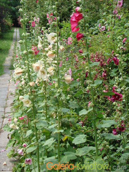Kwiaty polskie malwa