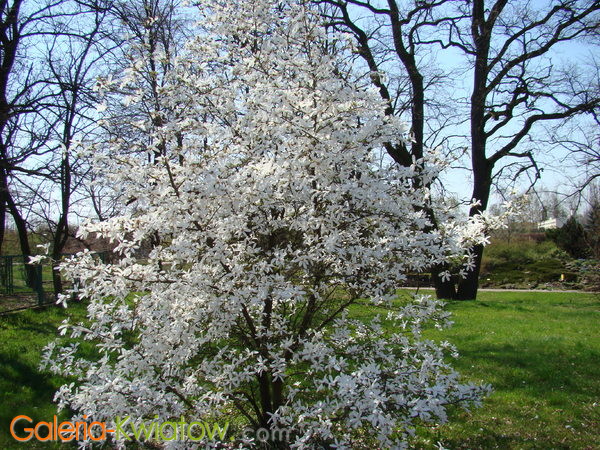 Magnolia krzew ozdobny