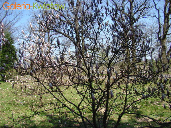 Magnolia krzew