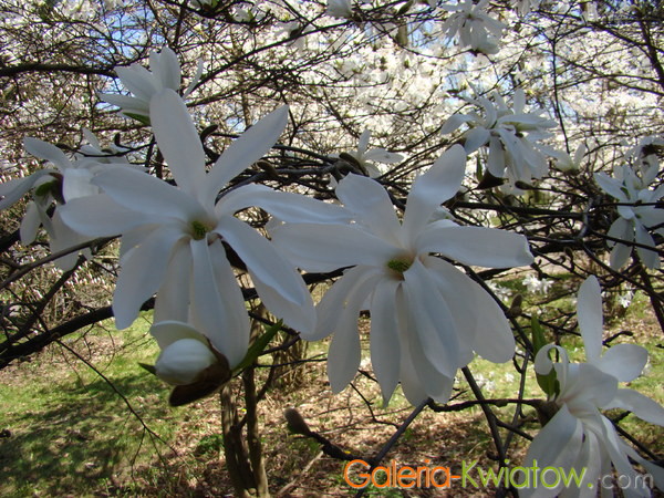 Magnolia kwiaty
