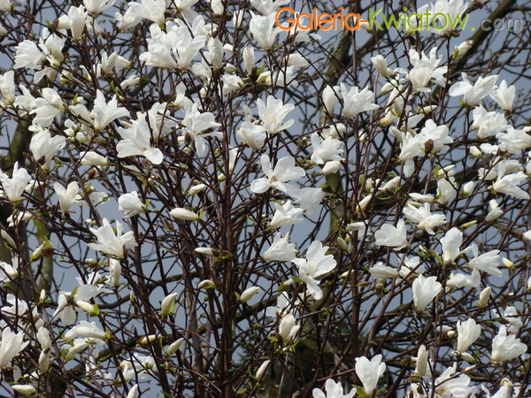 Magnolia kwitnienie
