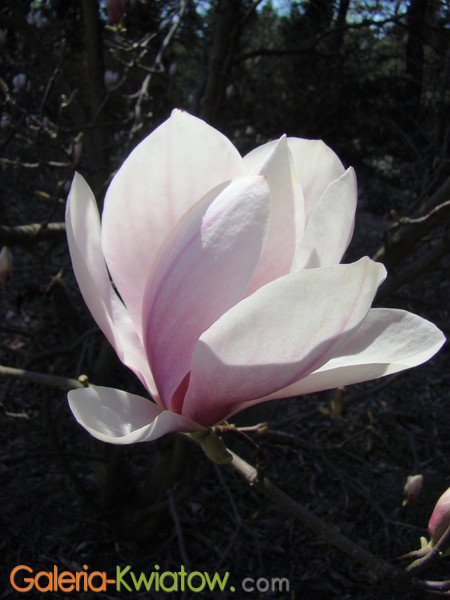 Magnolia lennei