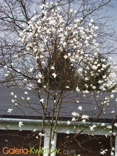 Magnolia ogród