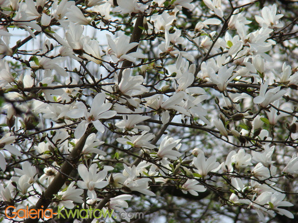 Magnolia ogrodowa