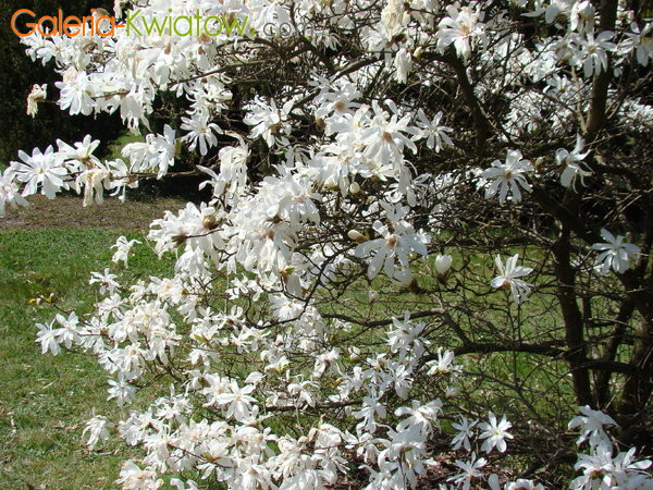 Magnolia okres kwitnienia