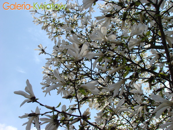 Magnolia roślina