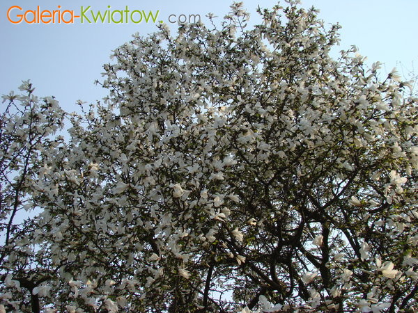 Magnolia wielka
