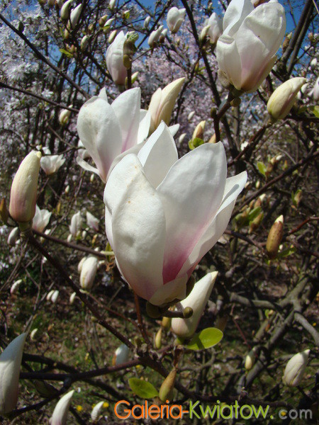 Magnolia wielkolistna